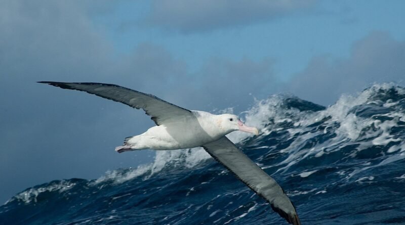 How Long Can They Stay in the Air Without Landing?