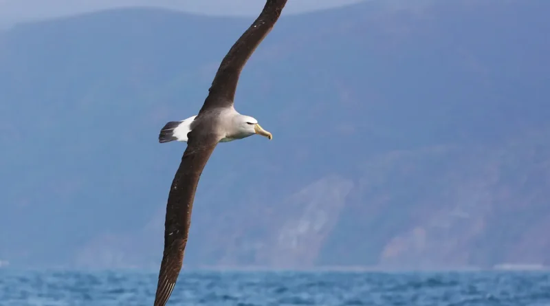 Comparing the Sizes of Different Albatross Species