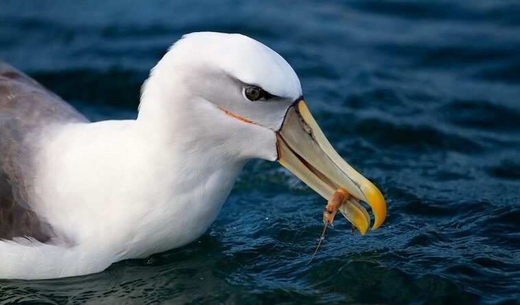 albatross-eating